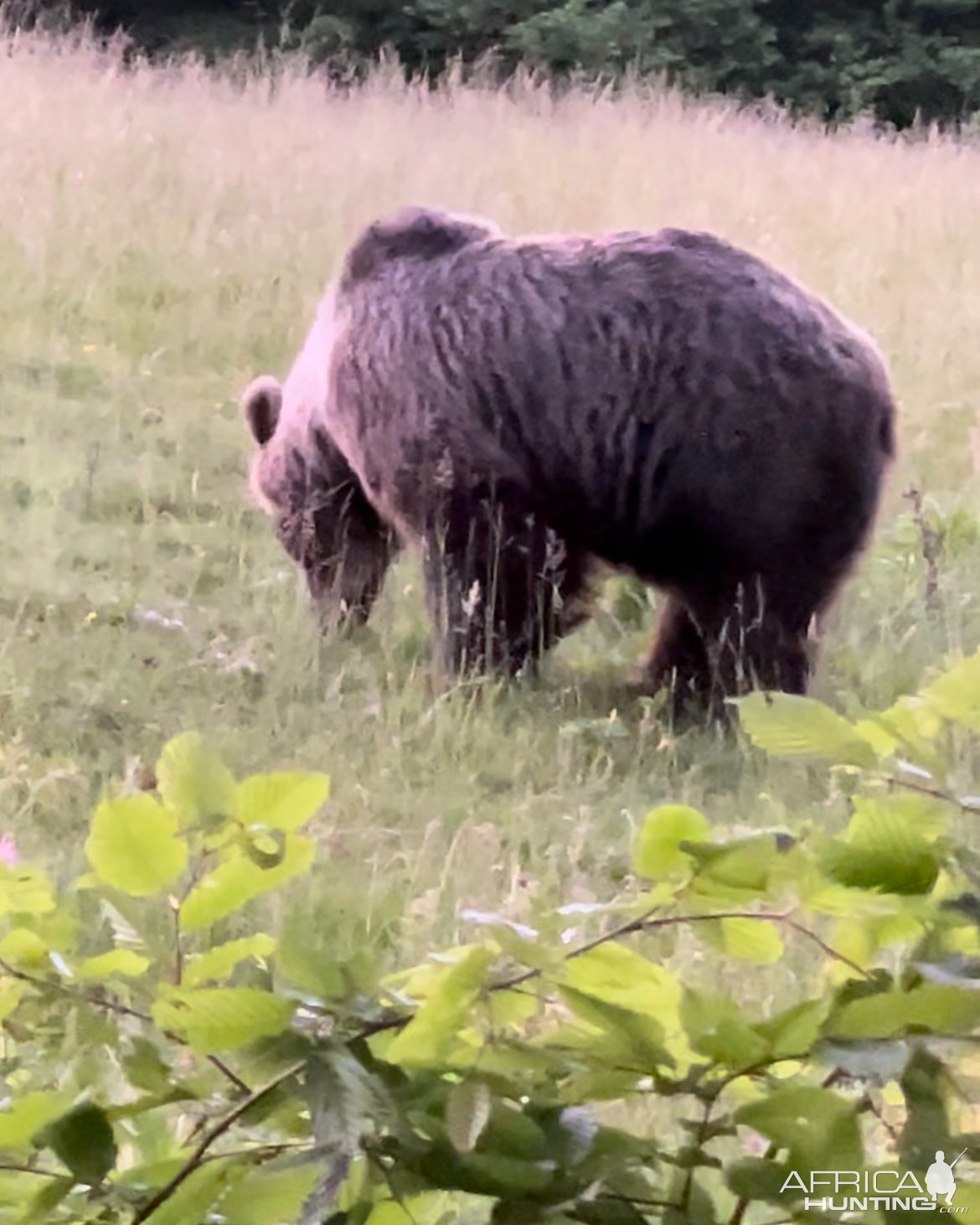 Brown Bear Romania