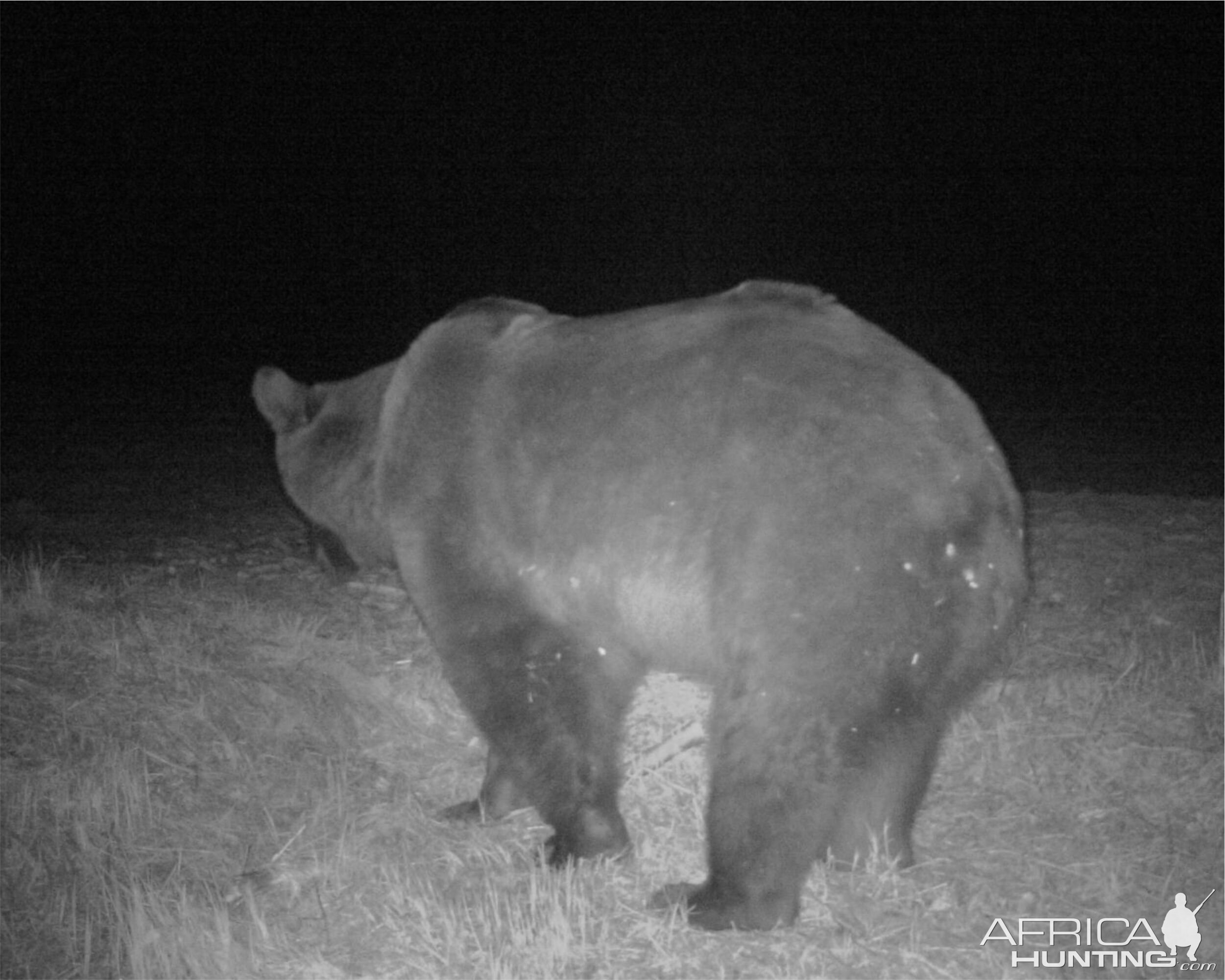 Brown Bear Romania