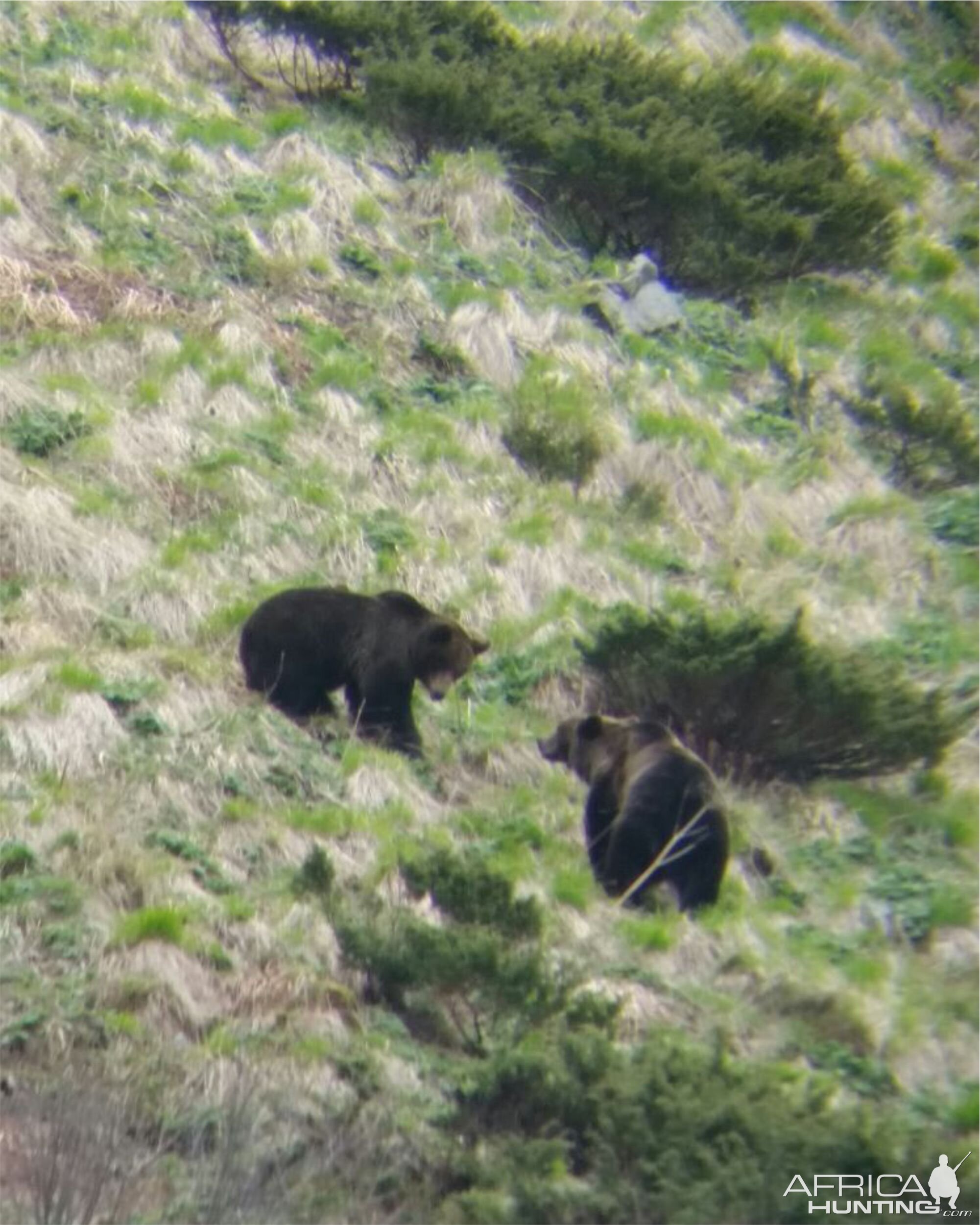 Brown Bear Romania