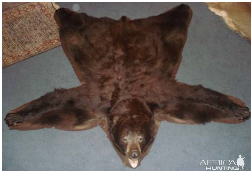 Brown Bear Rug