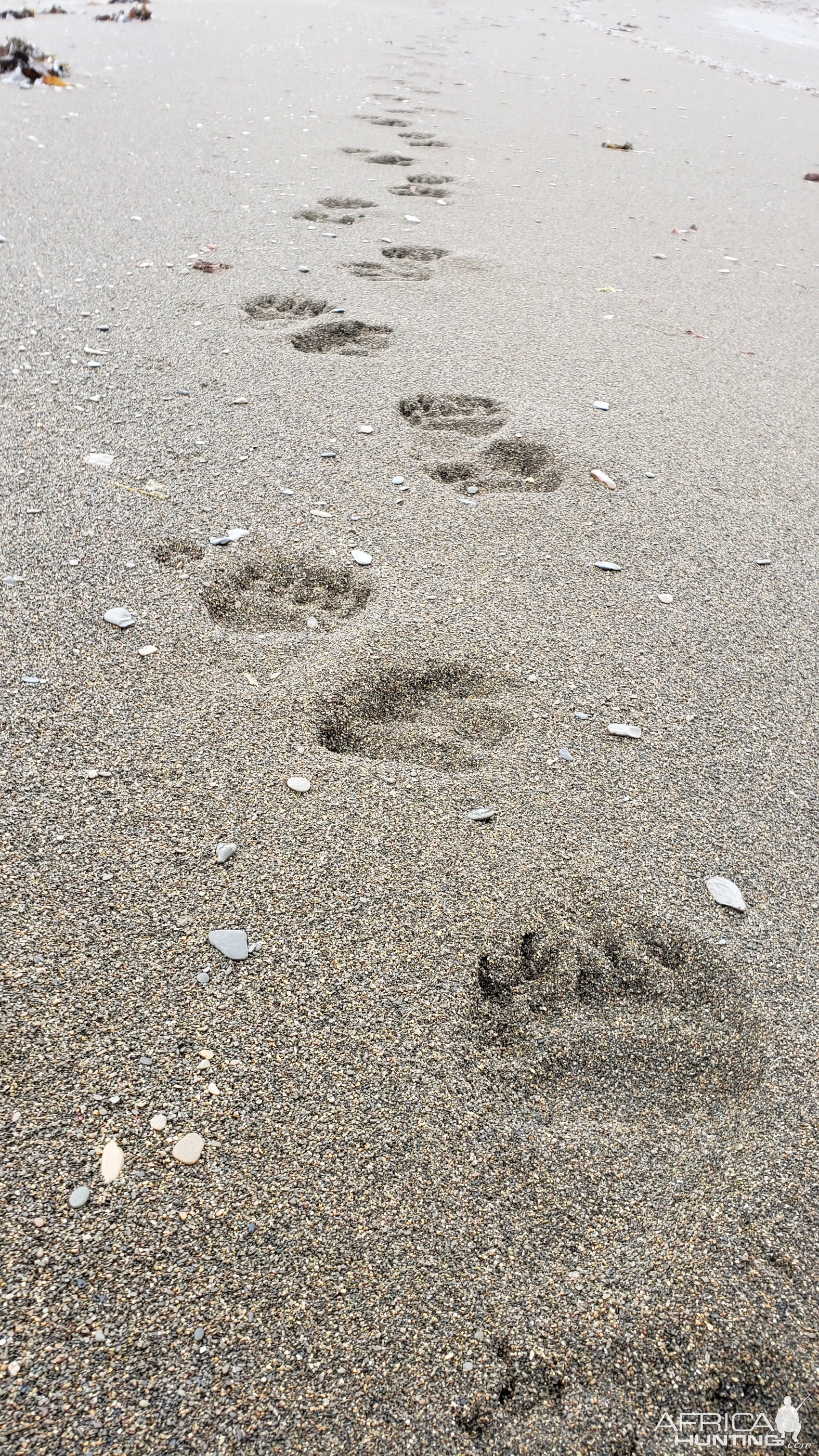 Brown Bear Tracks Anchorage Alaska