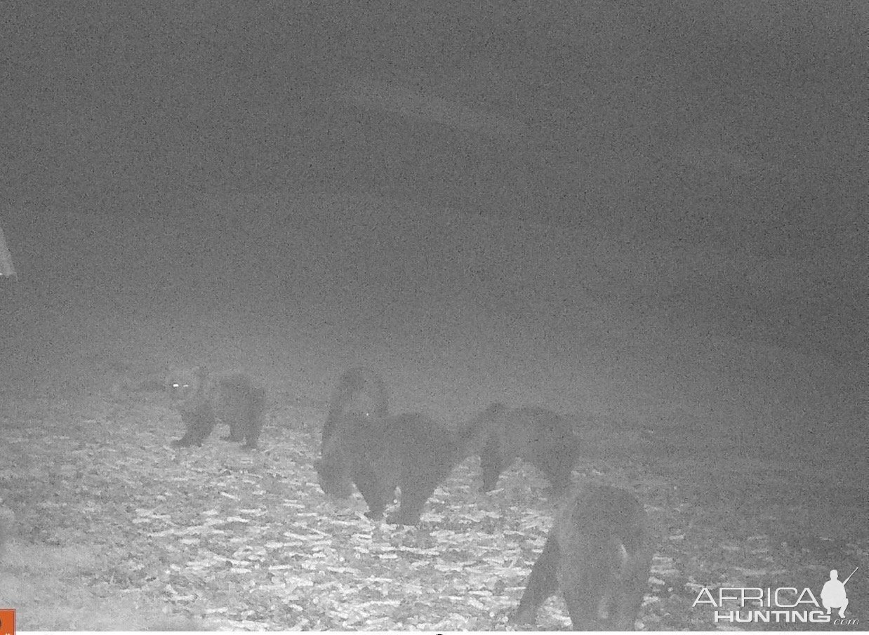 Brown Bear Trail Camera Romania