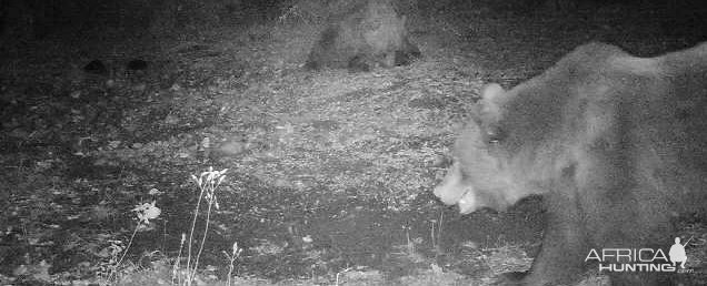 Brown Bear Trail Camera Romania