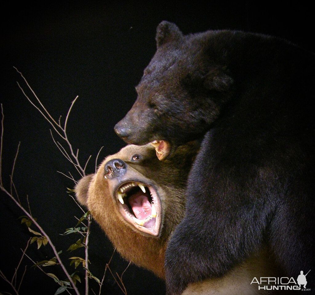 Brown Bear VS Black Bear Full Mount Taxidermy