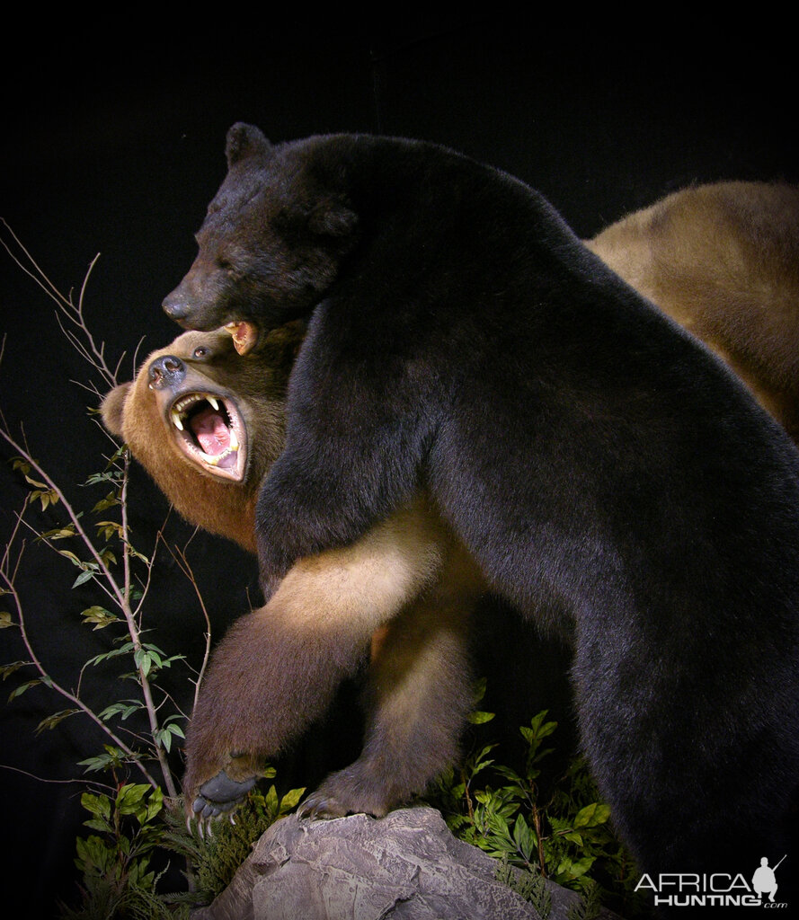 Brown Bear VS Black Bear Full Mount Taxidermy