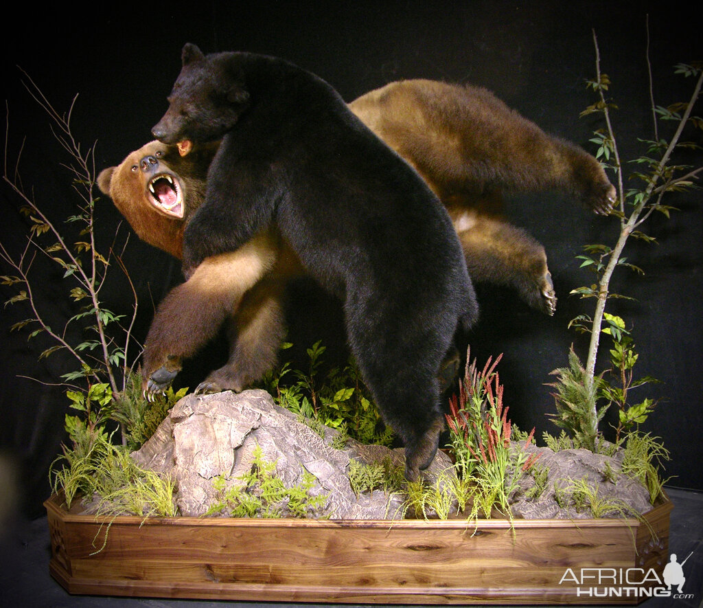 Brown Bear VS Black Bear Full Mount Taxidermy