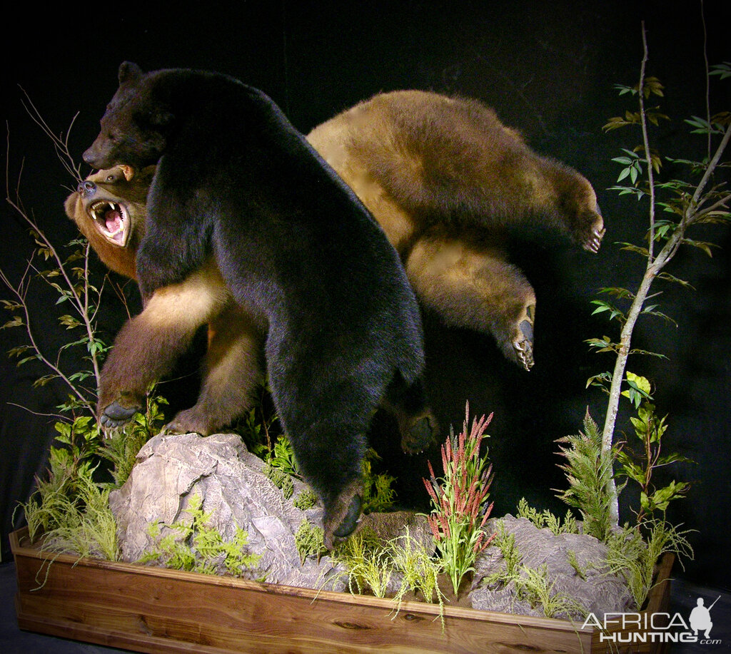 Brown Bear VS Black Bear Full Mount Taxidermy