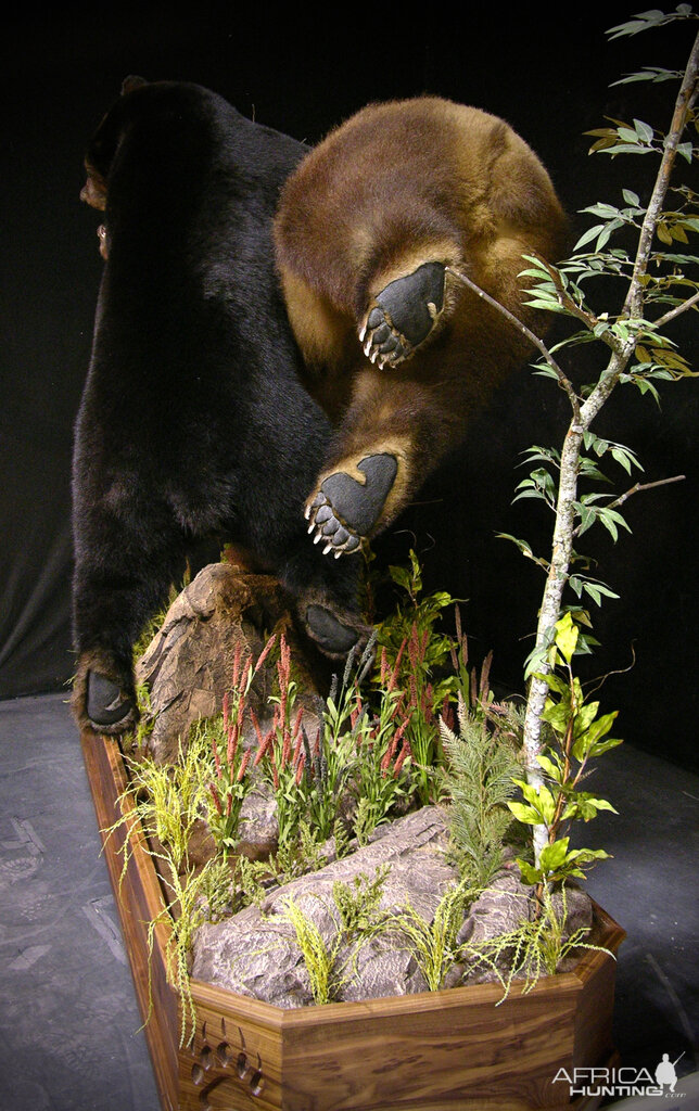 Brown Bear VS Black Bear Full Mount Taxidermy