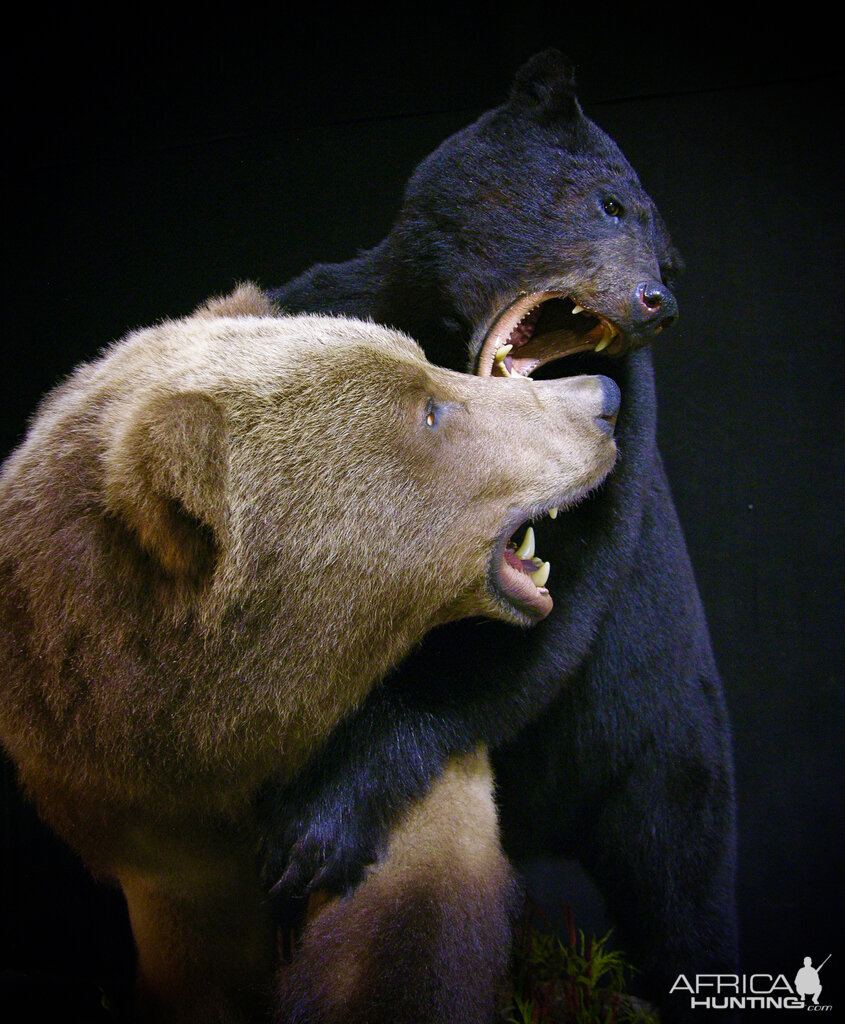 Brown Bear VS Black Bear Full Mount Taxidermy