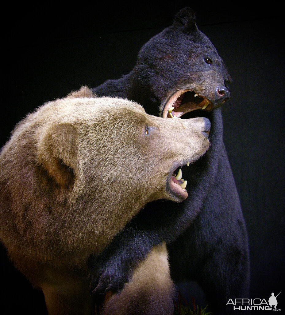 Brown Bear VS Black Bear Full Mount Taxidermy