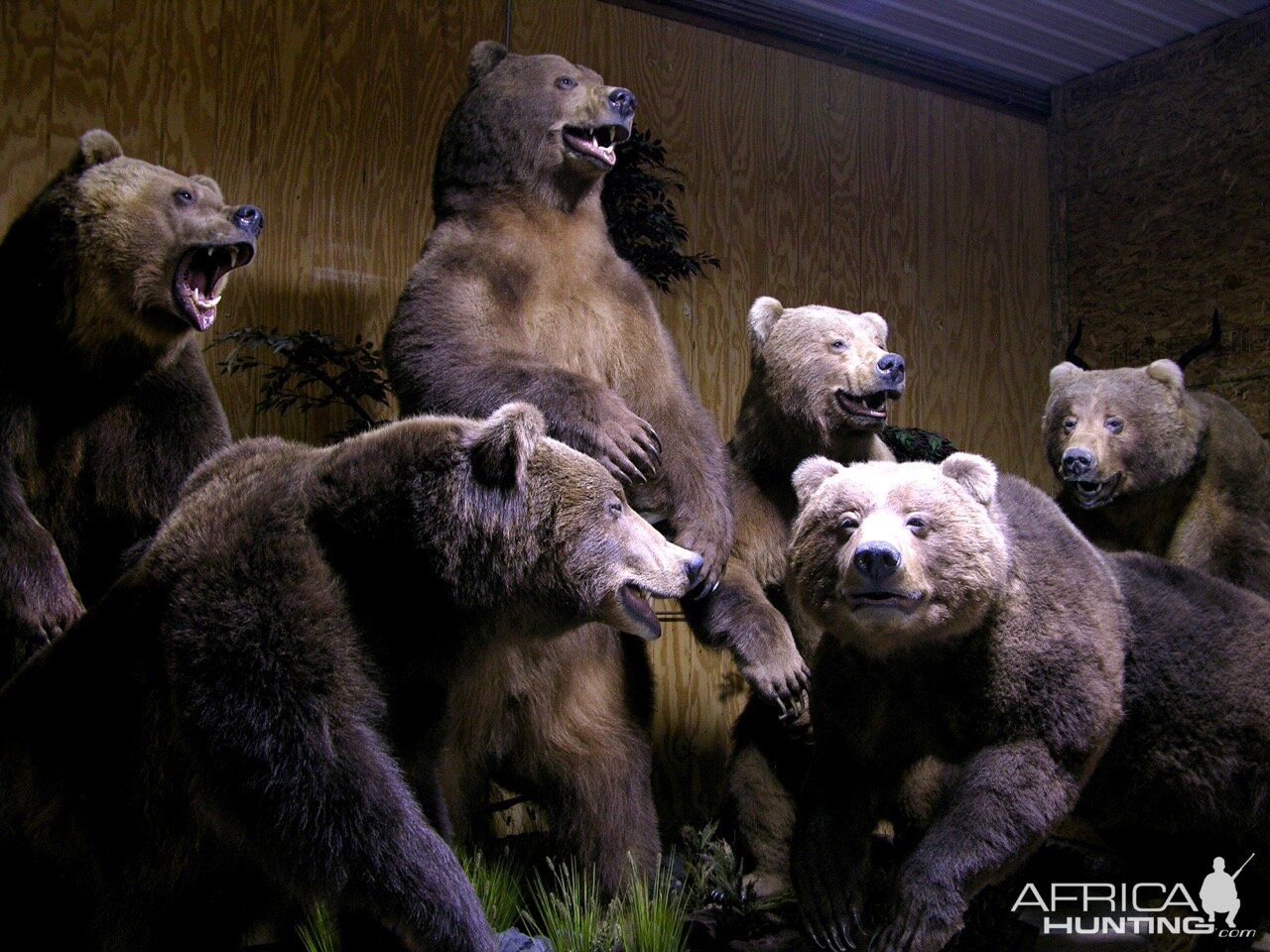 Brown bears drying by The Artistry of Wildlife