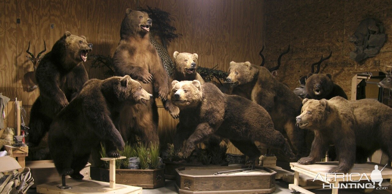 Brown bears drying by The Artistry of Wildlife