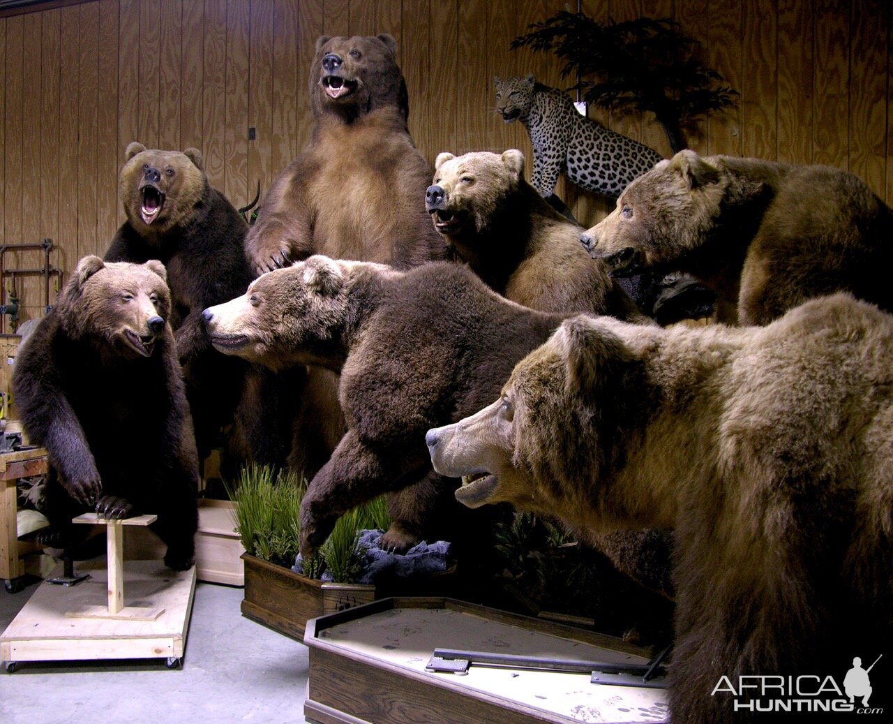 Brown bears drying by The Artistry of Wildlife