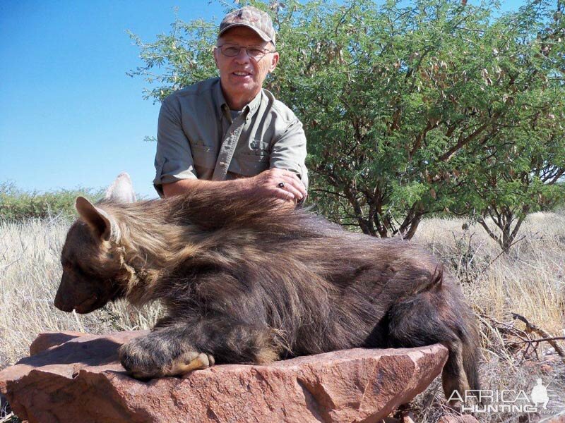 Brown Hyena Hunt Namibia