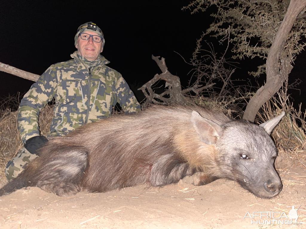 Brown Hyena Hunt South Africa