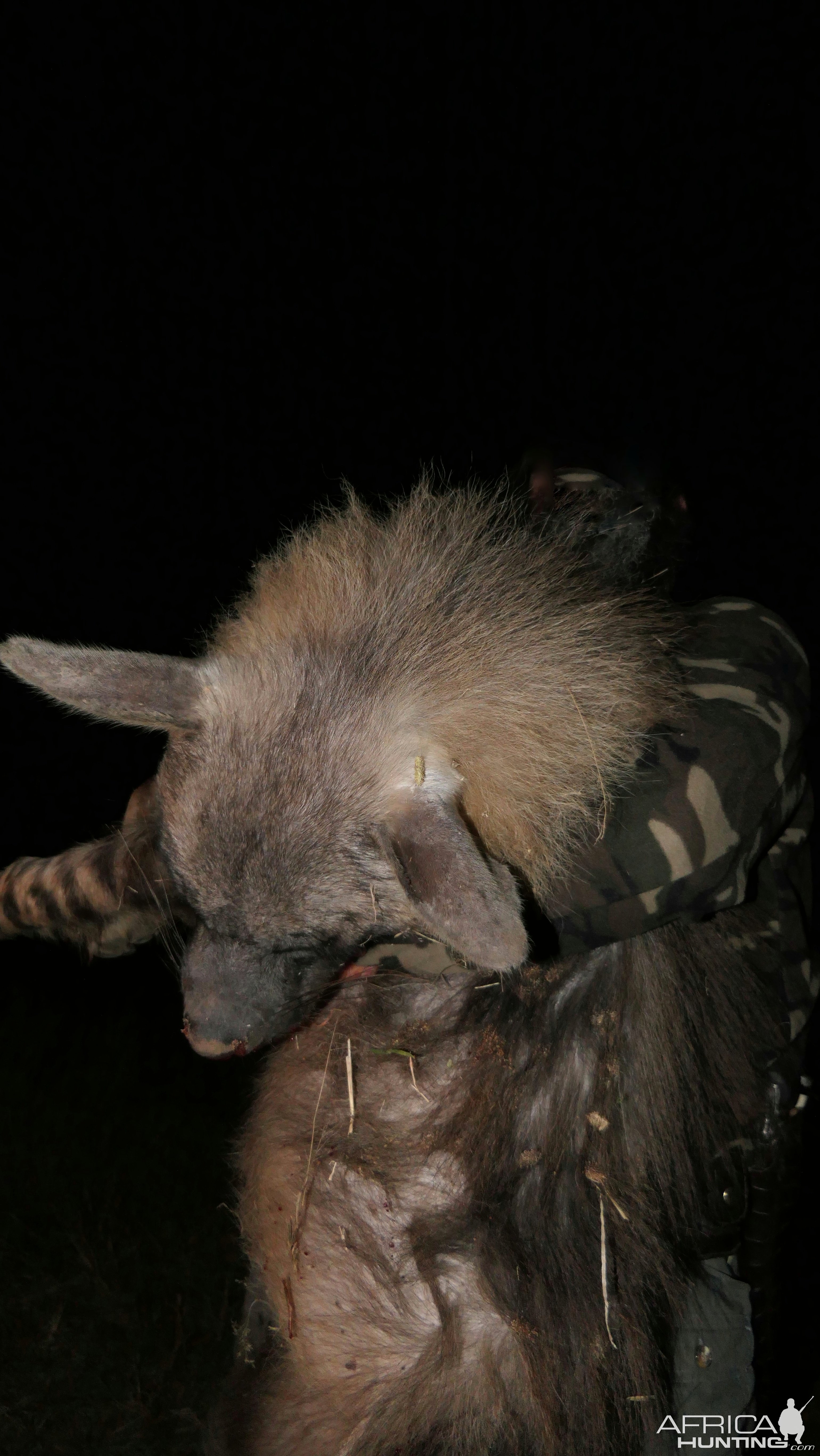 Brown Hyena Hunt South Africa