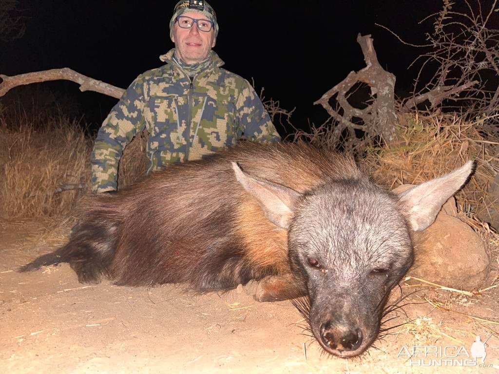 Brown Hyena Hunt South Africa