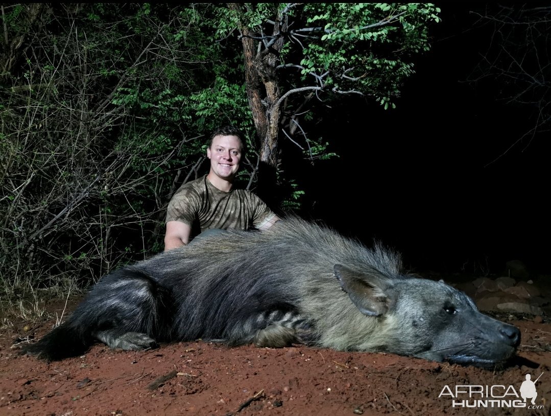 Brown Hyena Hunt South Africa