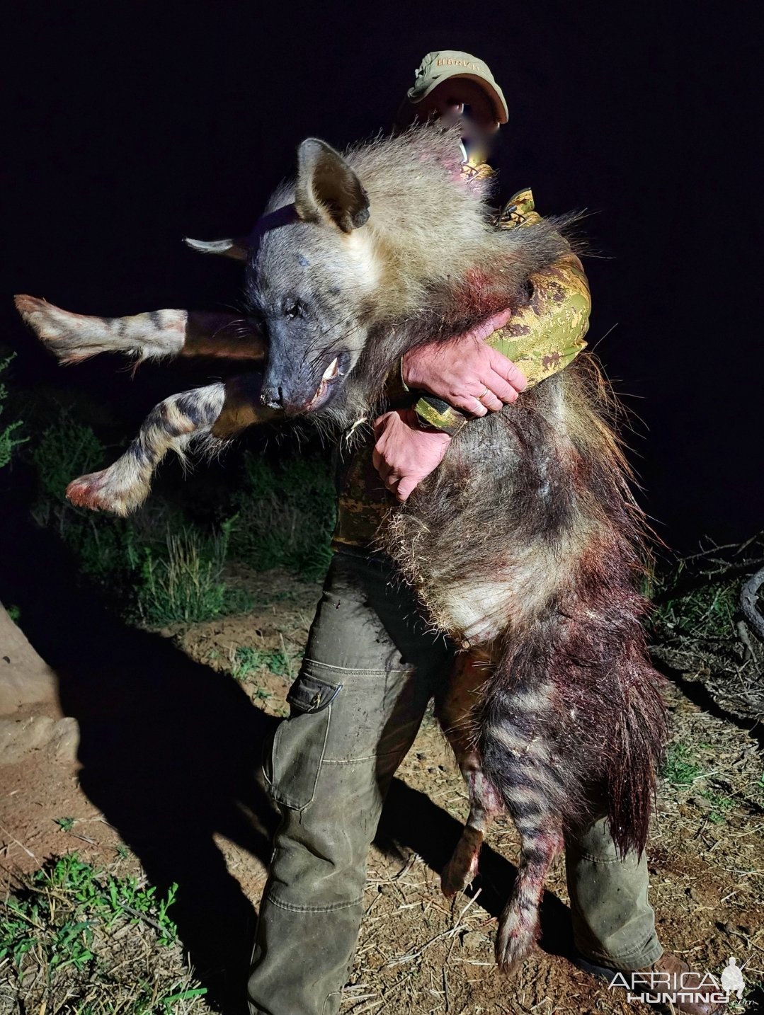 Brown Hyena Hunt South Africa