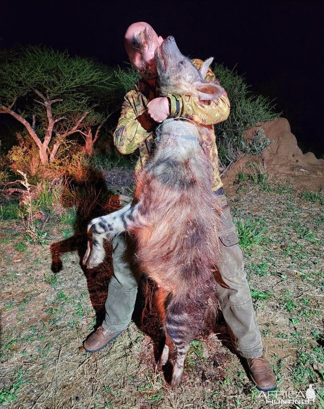 Brown Hyena Hunt South Africa