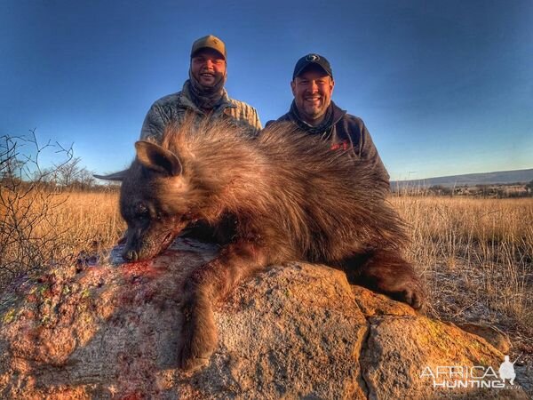 Brown Hyena Hunt