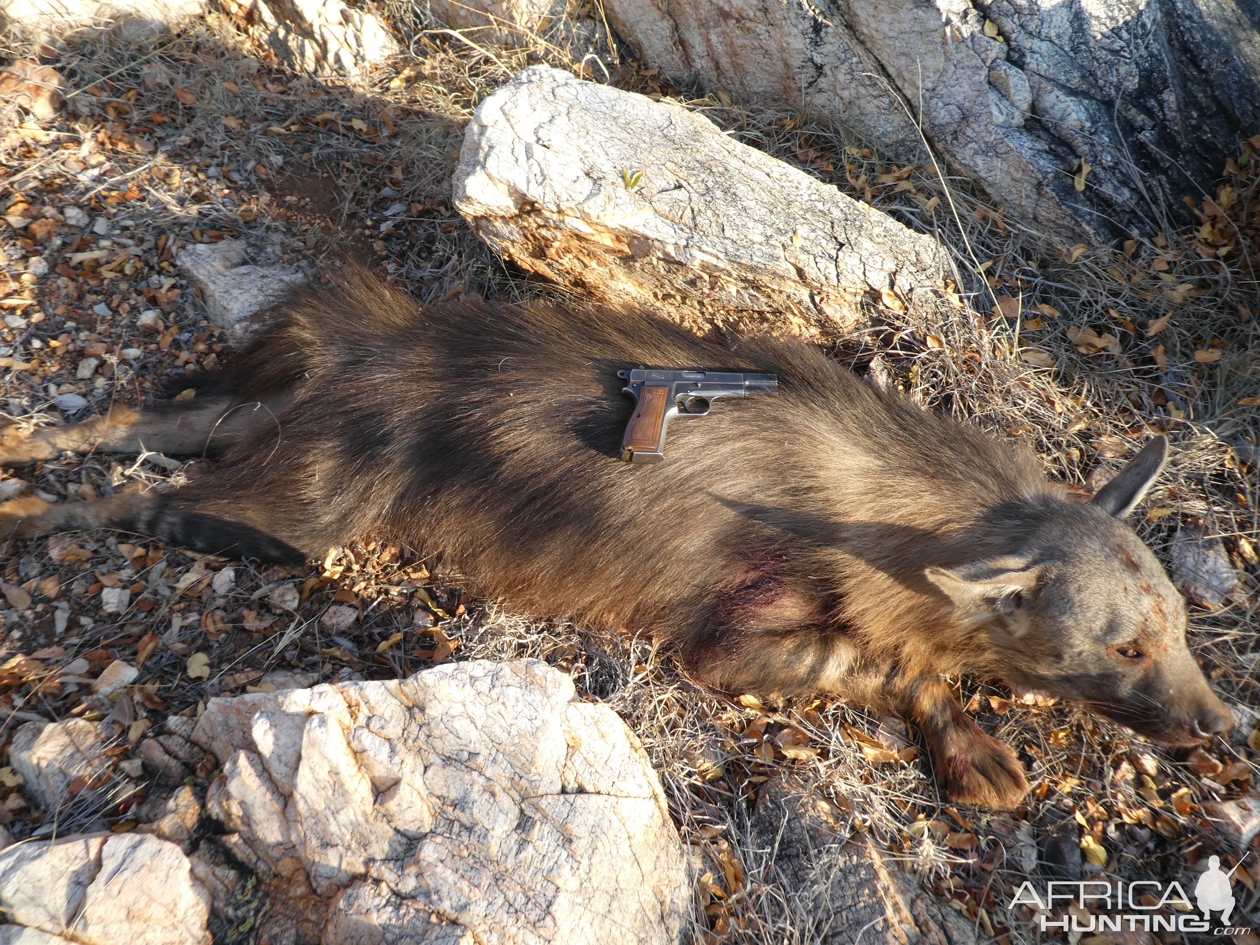 Brown Hyena Hunt