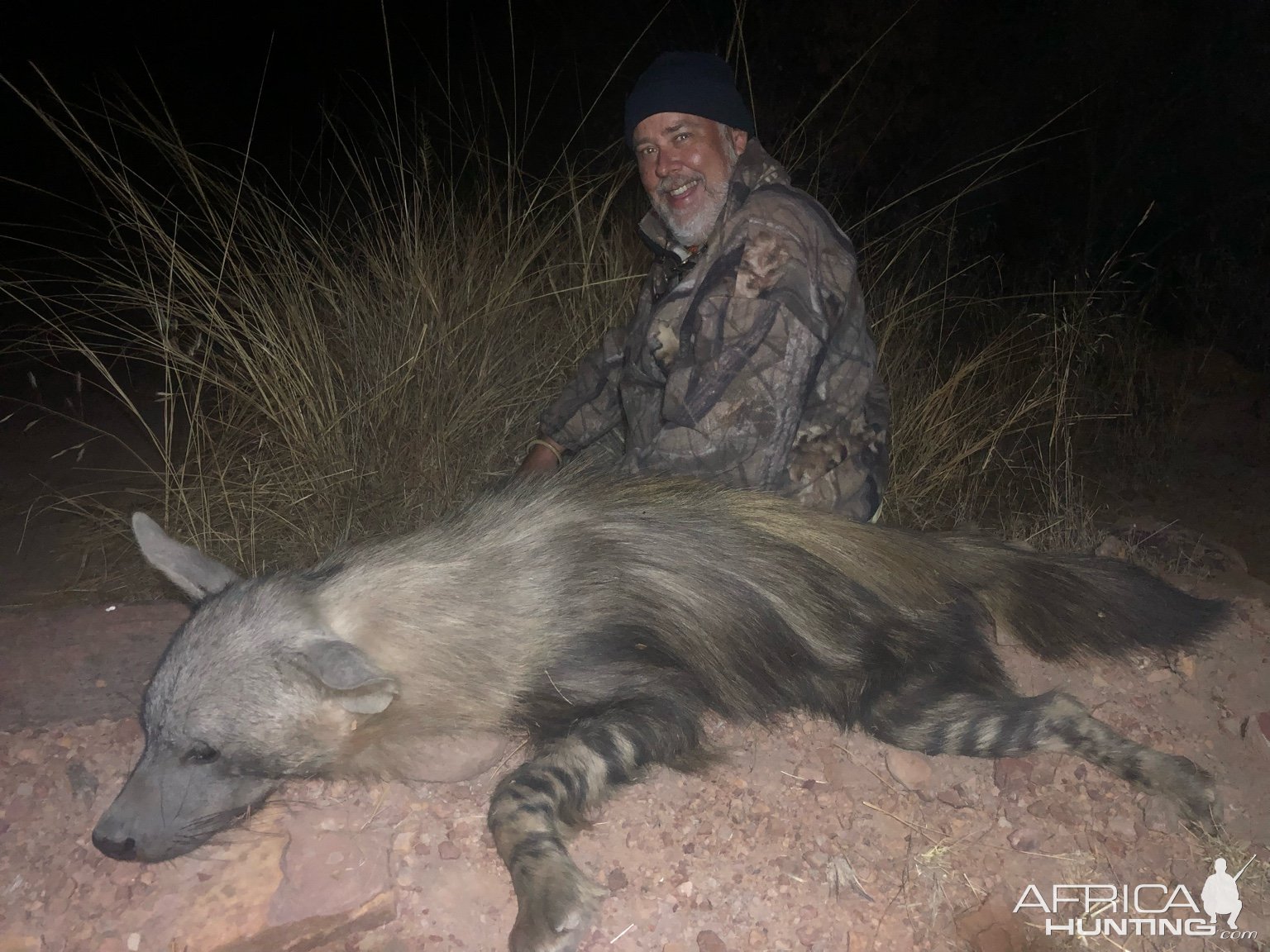 Brown Hyena Hunting Limpopo South Africa