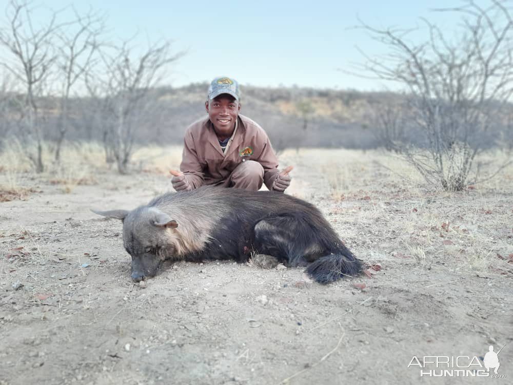 Brown Hyena Hunting Namibia