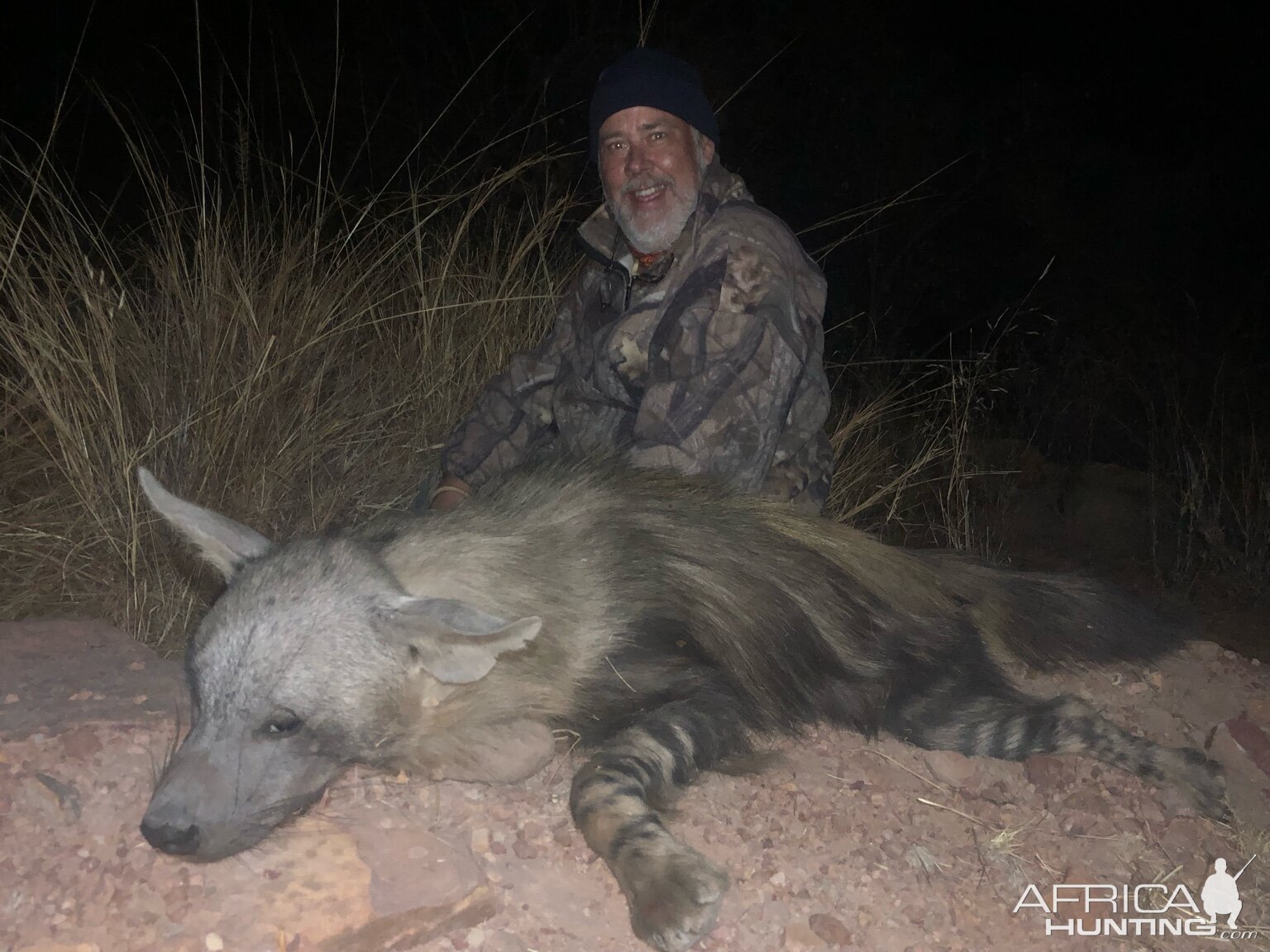 Brown Hyena Hunting South Africa