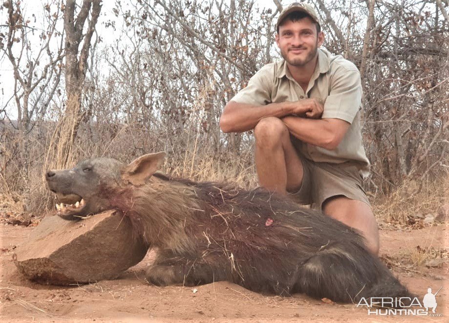 Brown Hyena Hunting South Africa