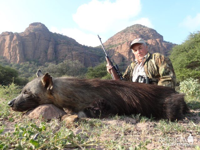 Brown Hyena Hunting South Africa