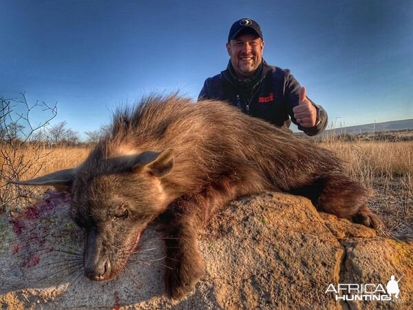 Brown Hyena Hunting