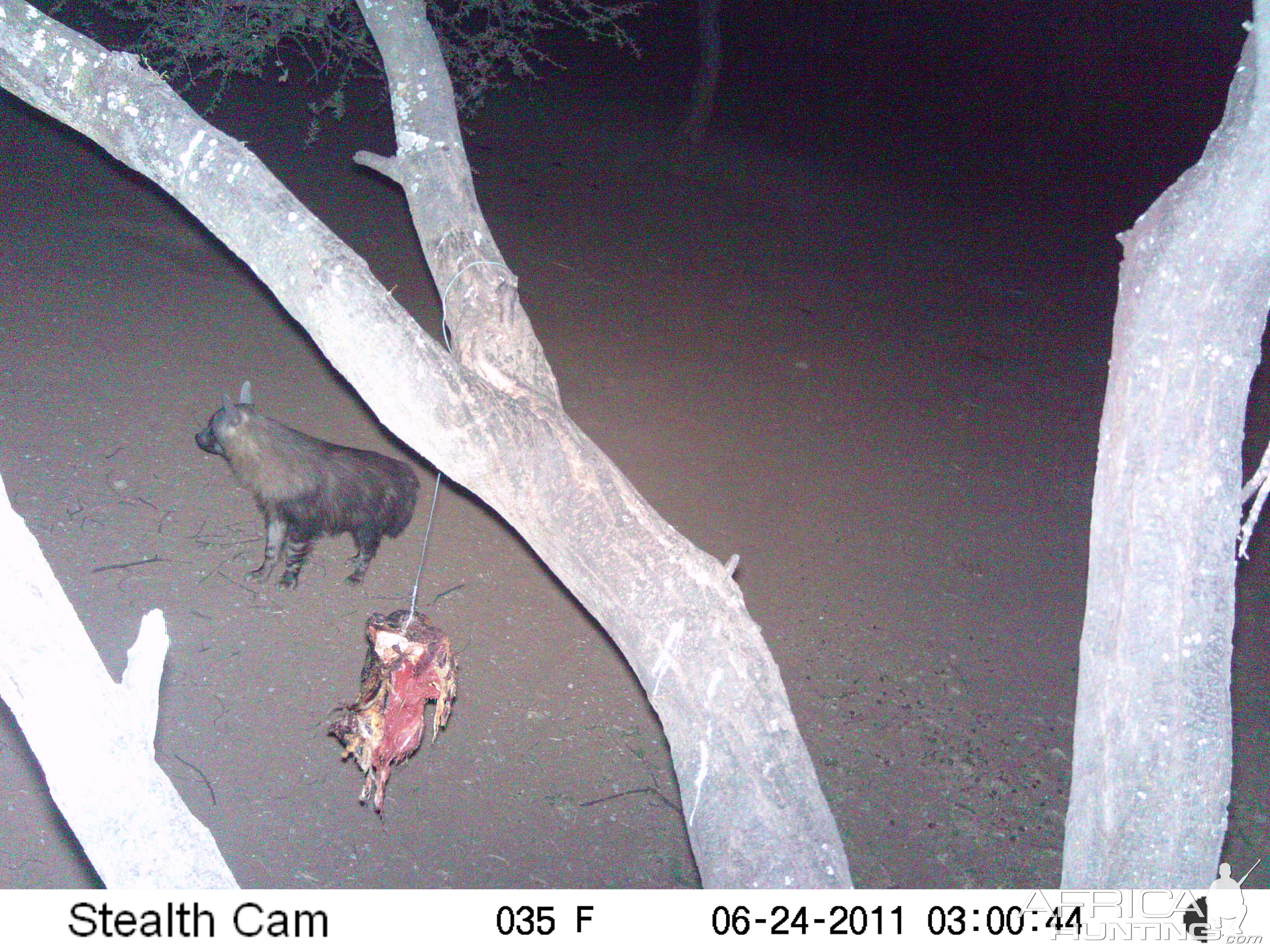 Brown Hyena Namibia