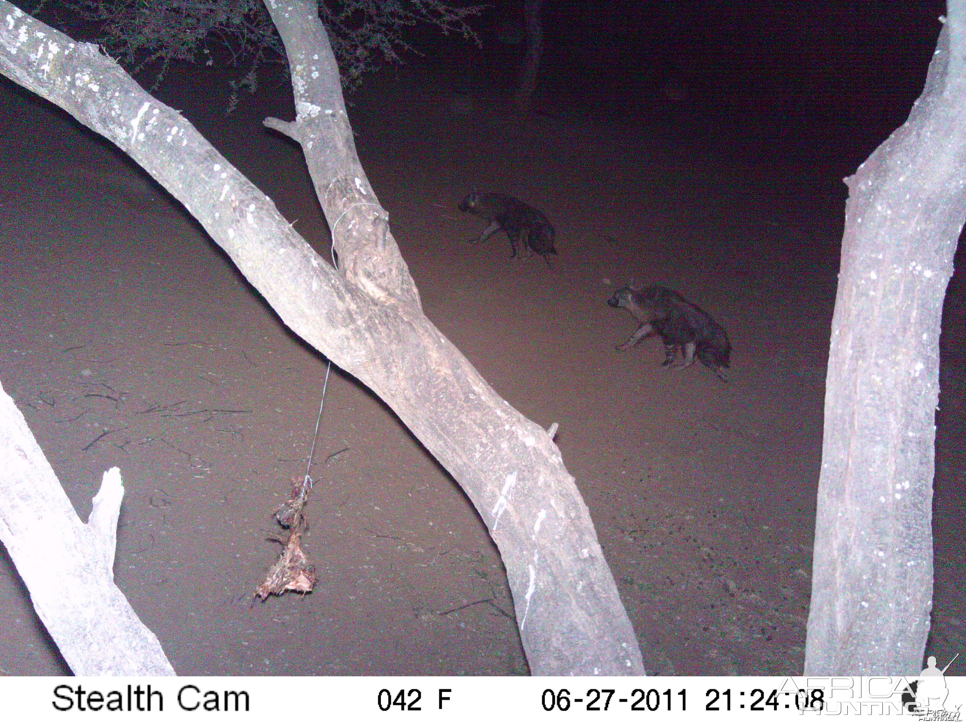 Brown Hyena Namibia