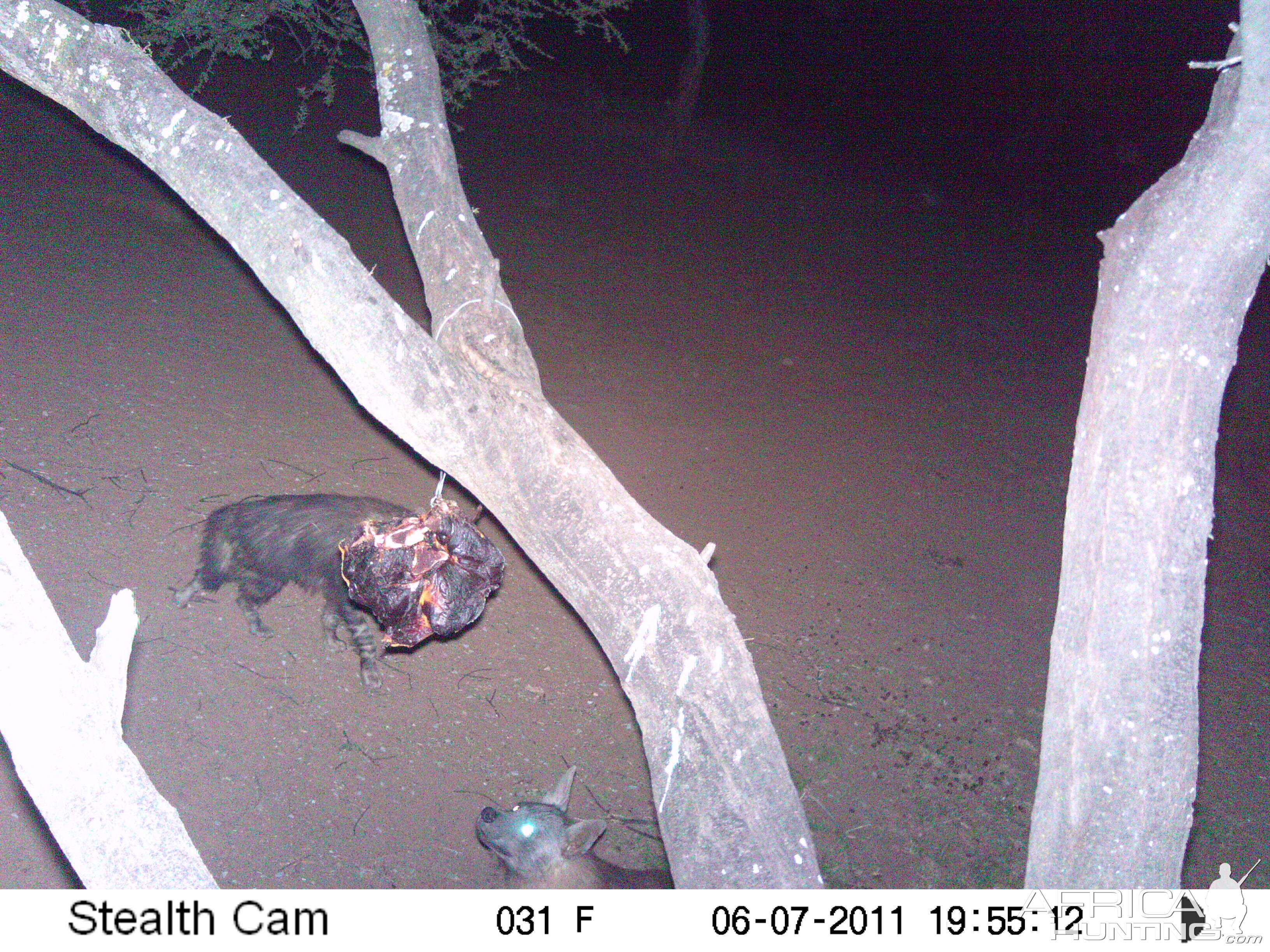 Brown Hyena Namibia