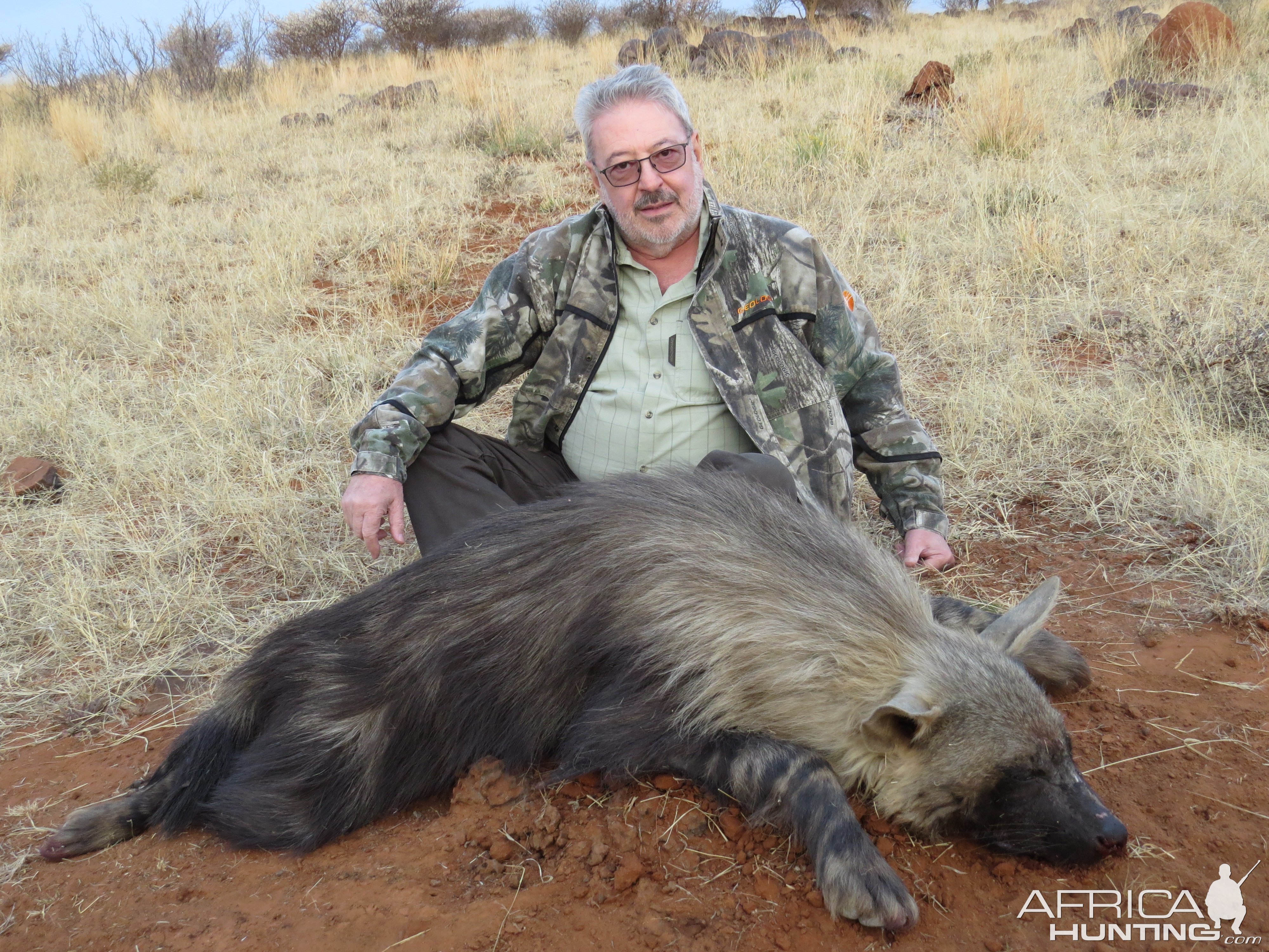 Brown Hyena Northern Cape South Africa