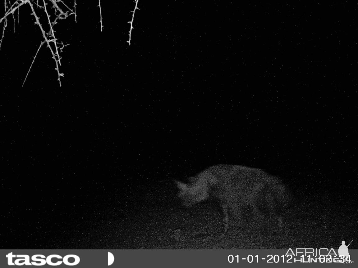 Brown Hyena South Africa