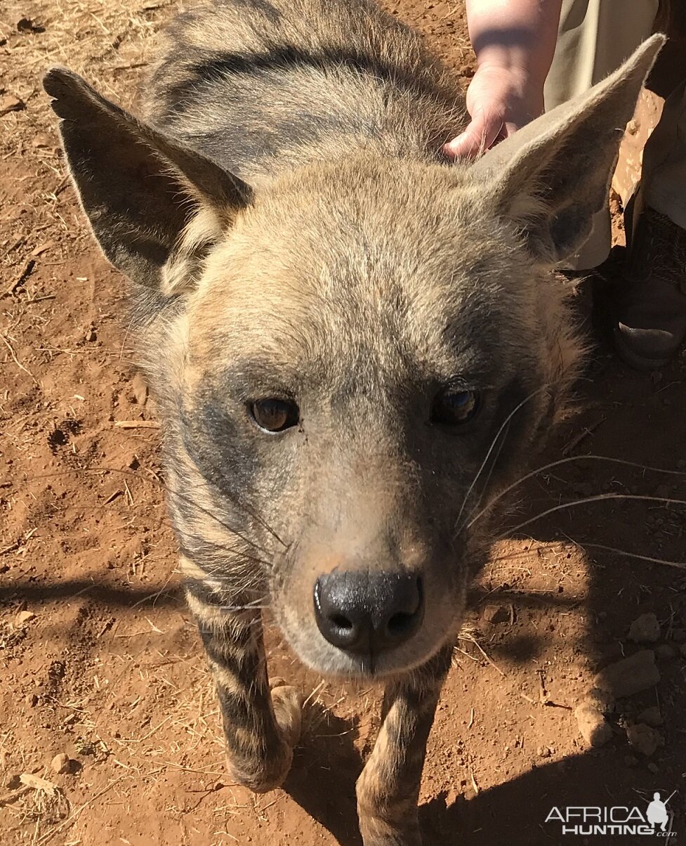 Brown Hyena South Africa