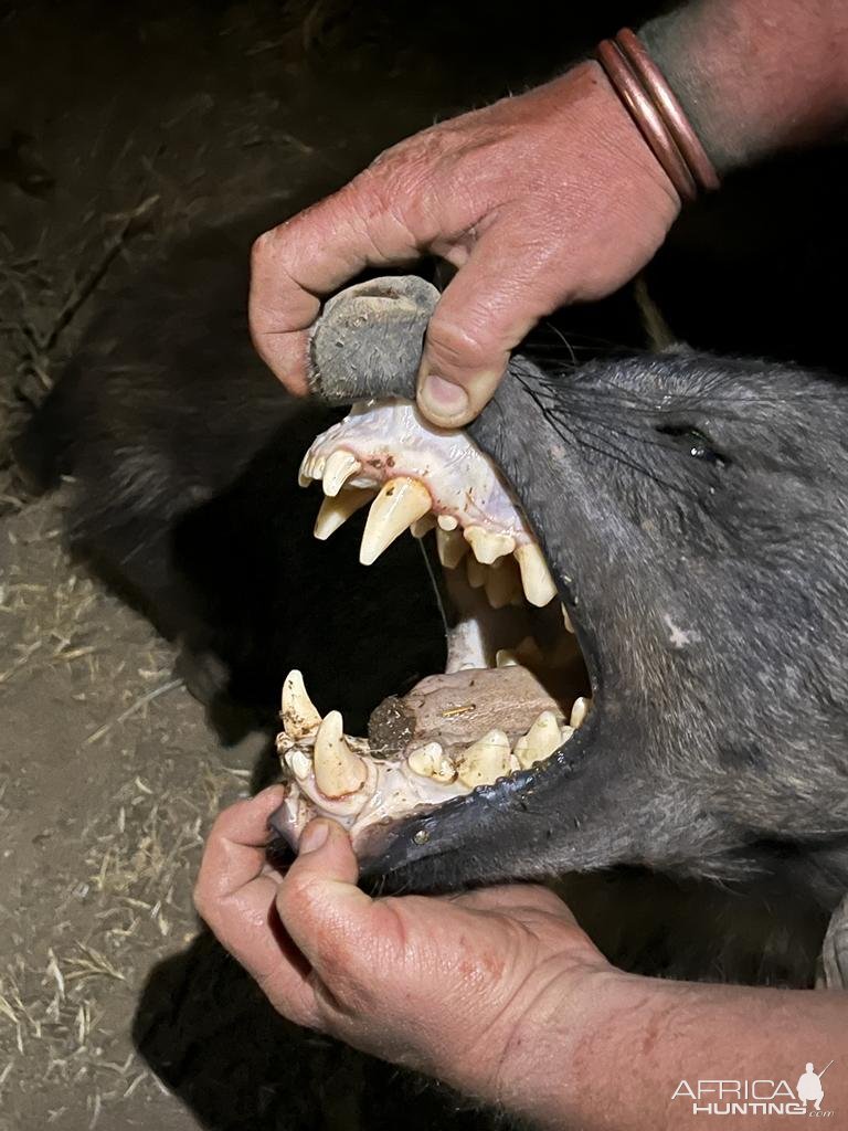 Brown Hyena Teeth South Africa