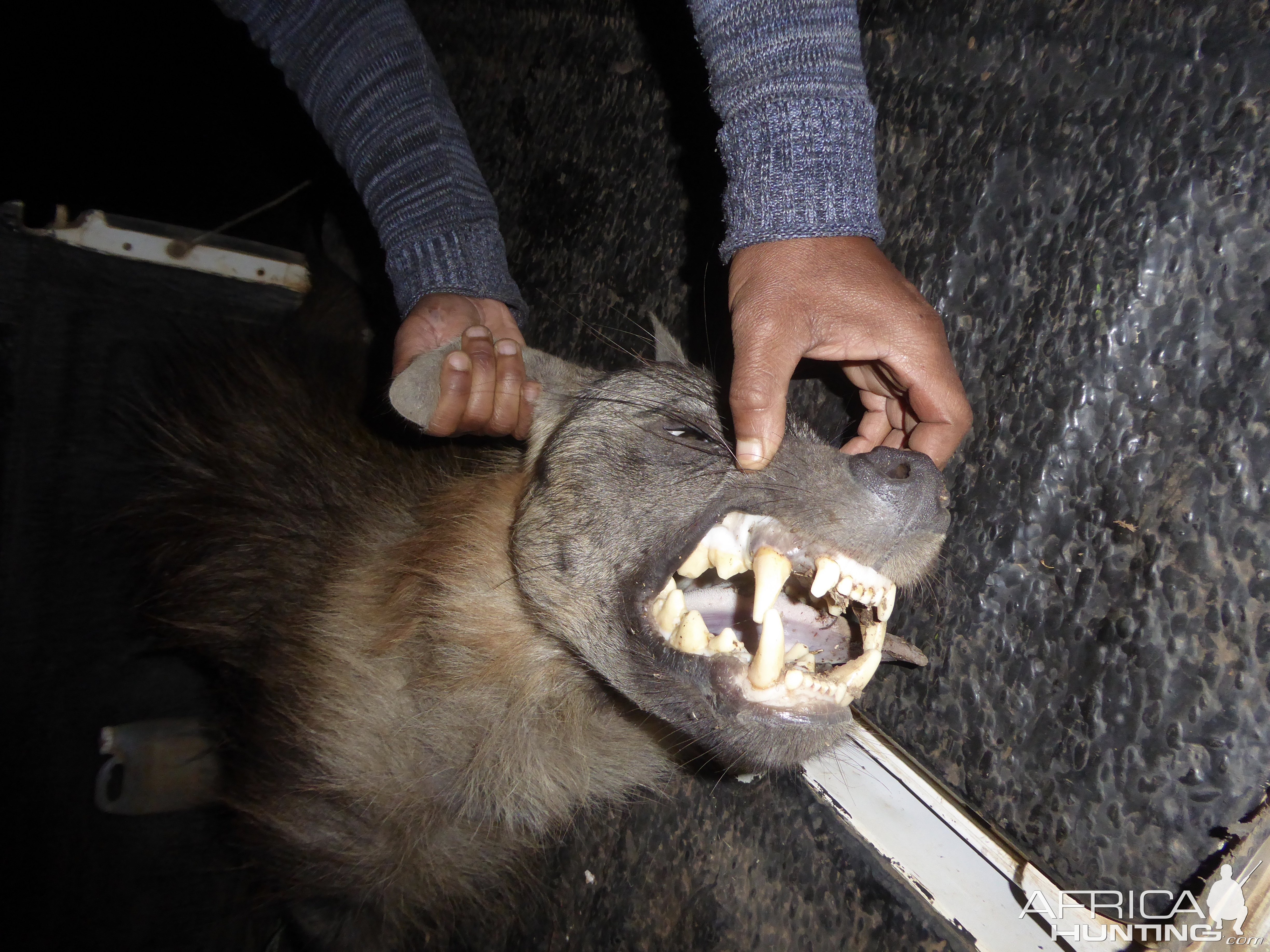 Brown Hyena Teeth