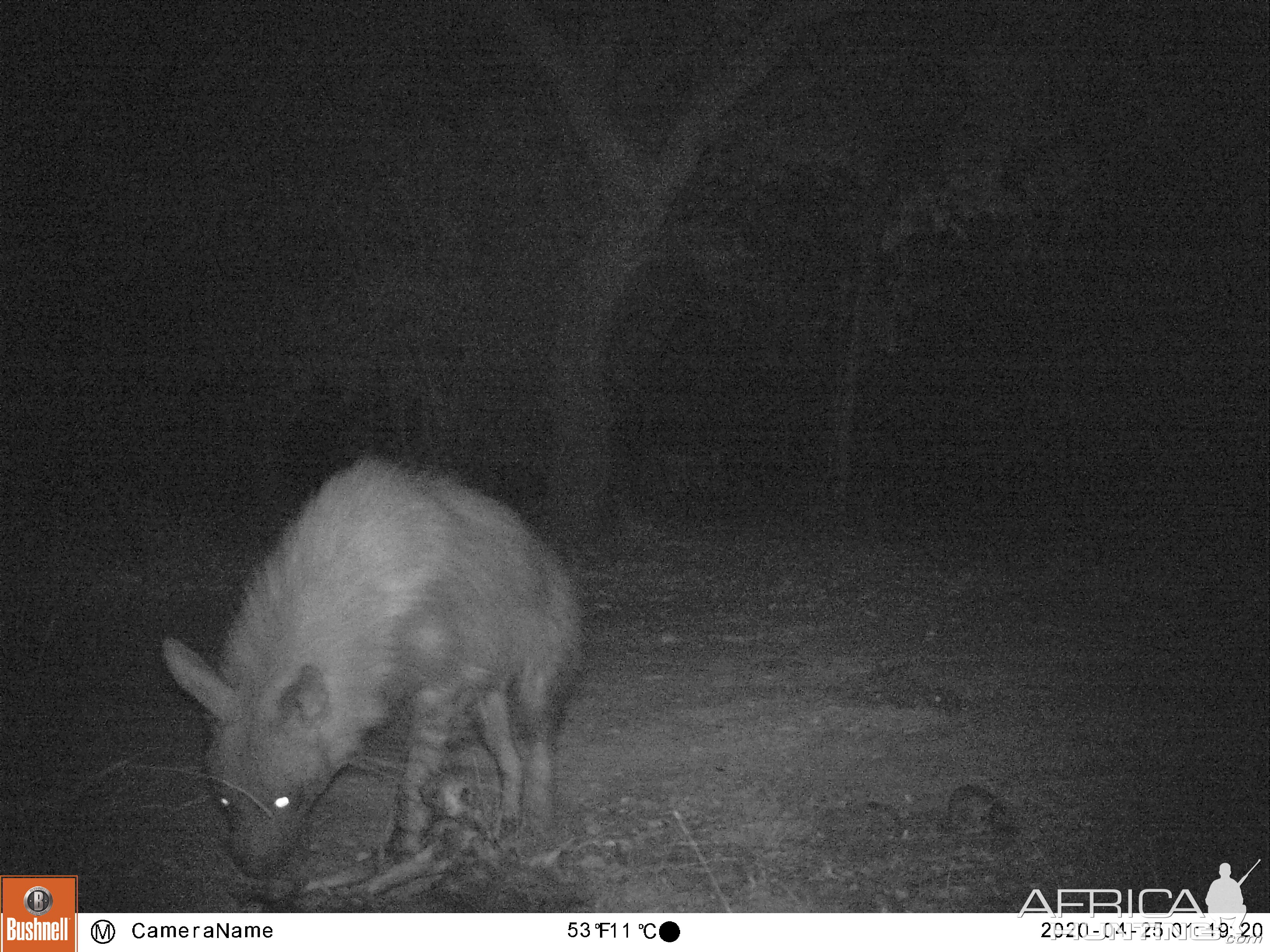 Brown Hyena Trail Cam Pictures South Africa