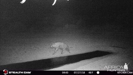 Brown Hyena Trail Cam Pictures South Africa