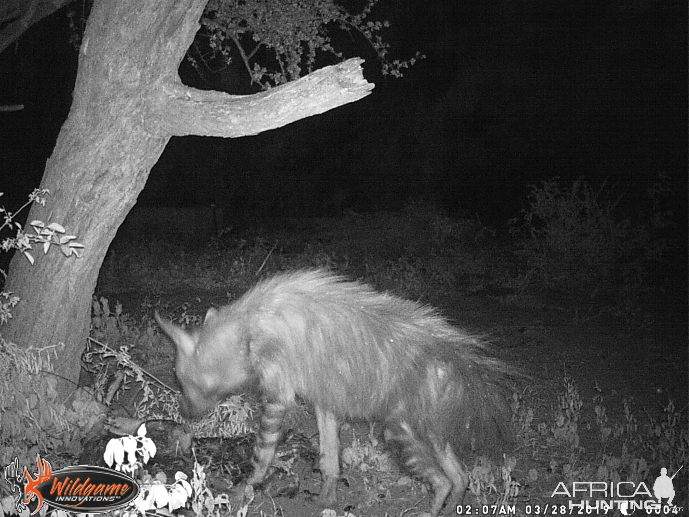 Brown Hyena Trail Cam Pictures South Africa