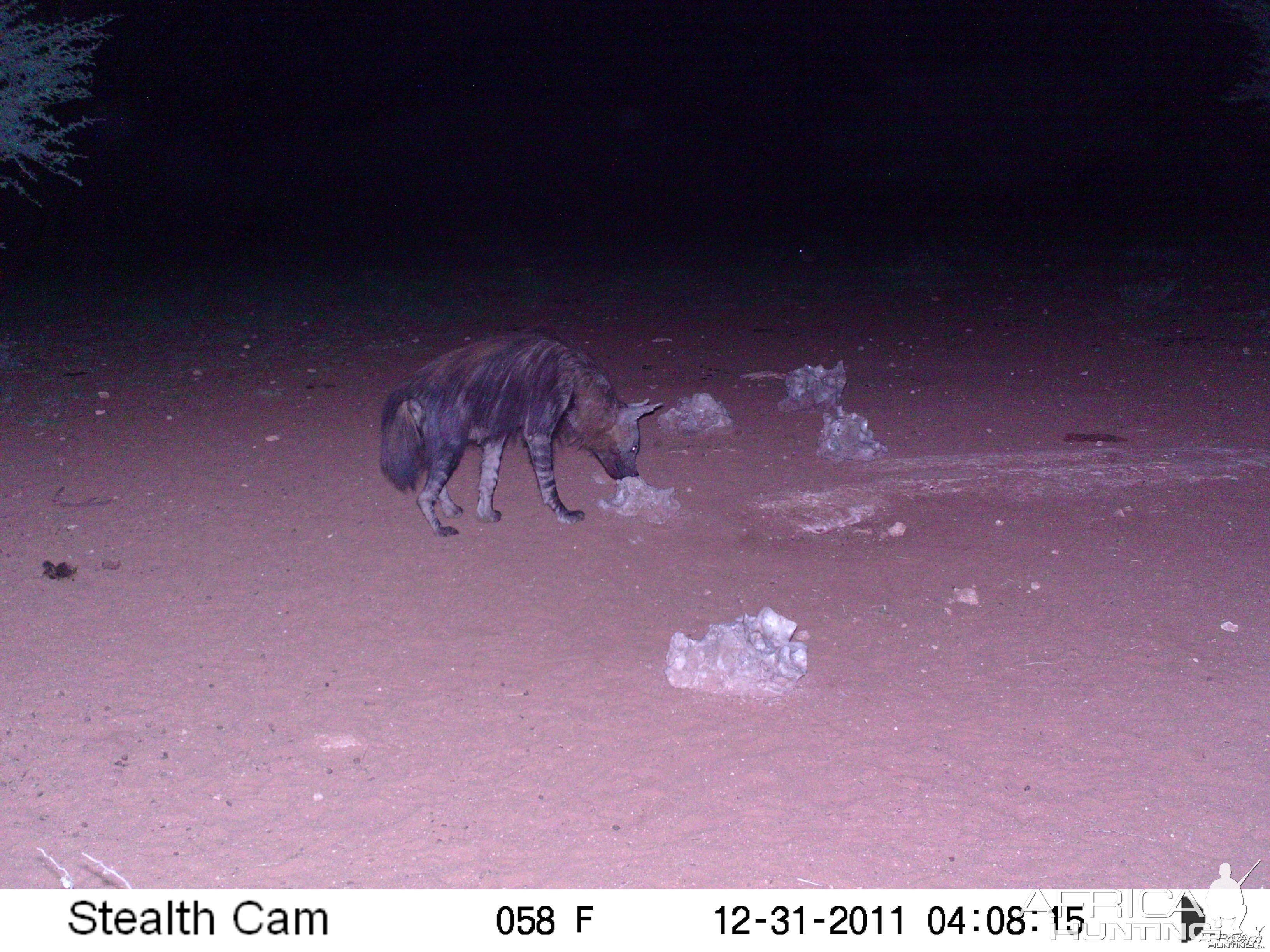 Brown Hyena Trail Camera Namibia