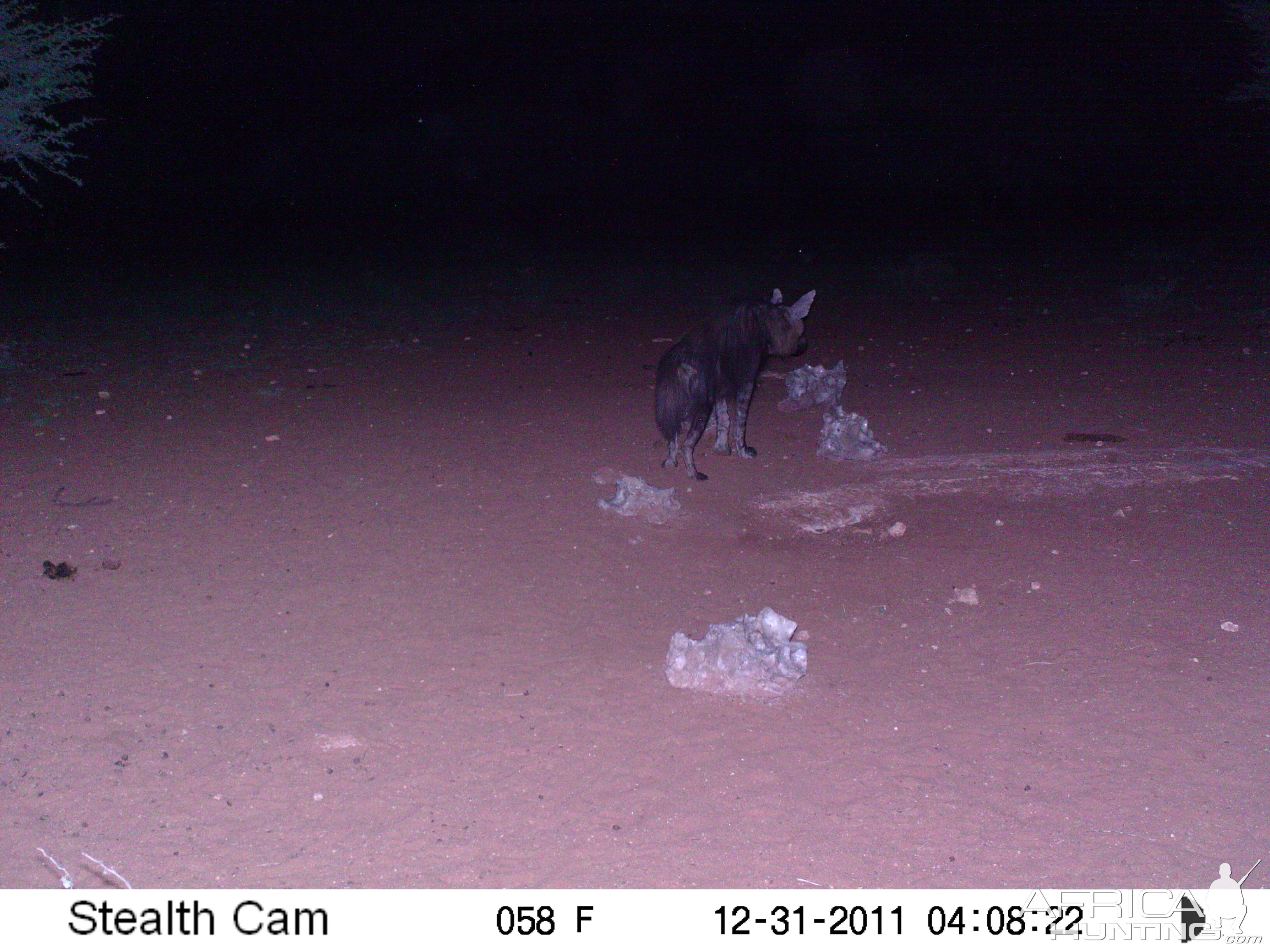 Brown Hyena Trail Camera Namibia