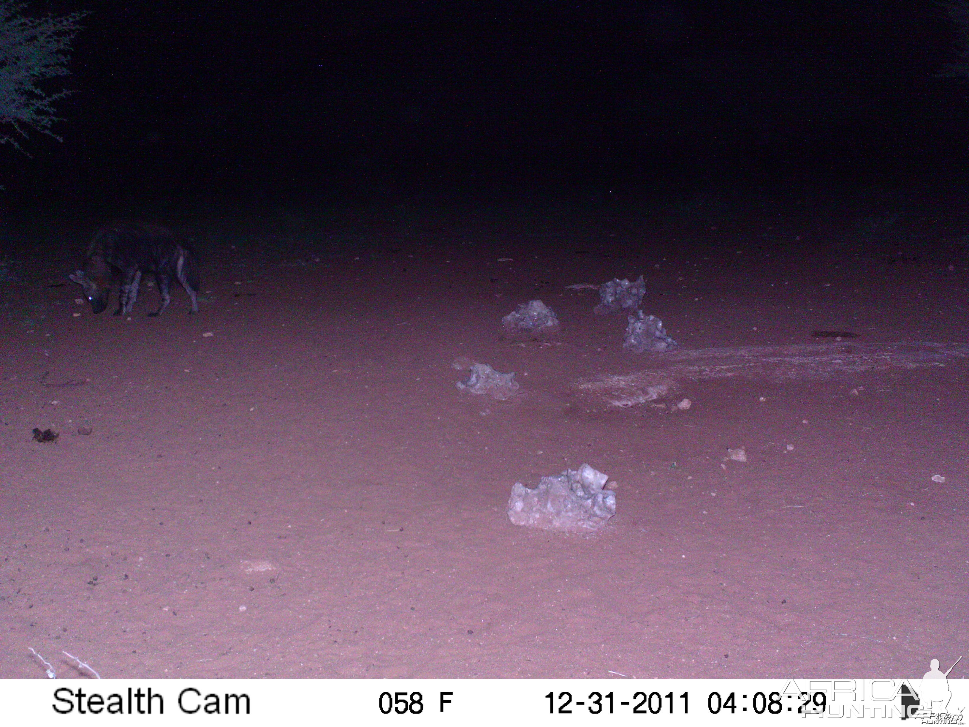 Brown Hyena Trail Camera Namibia