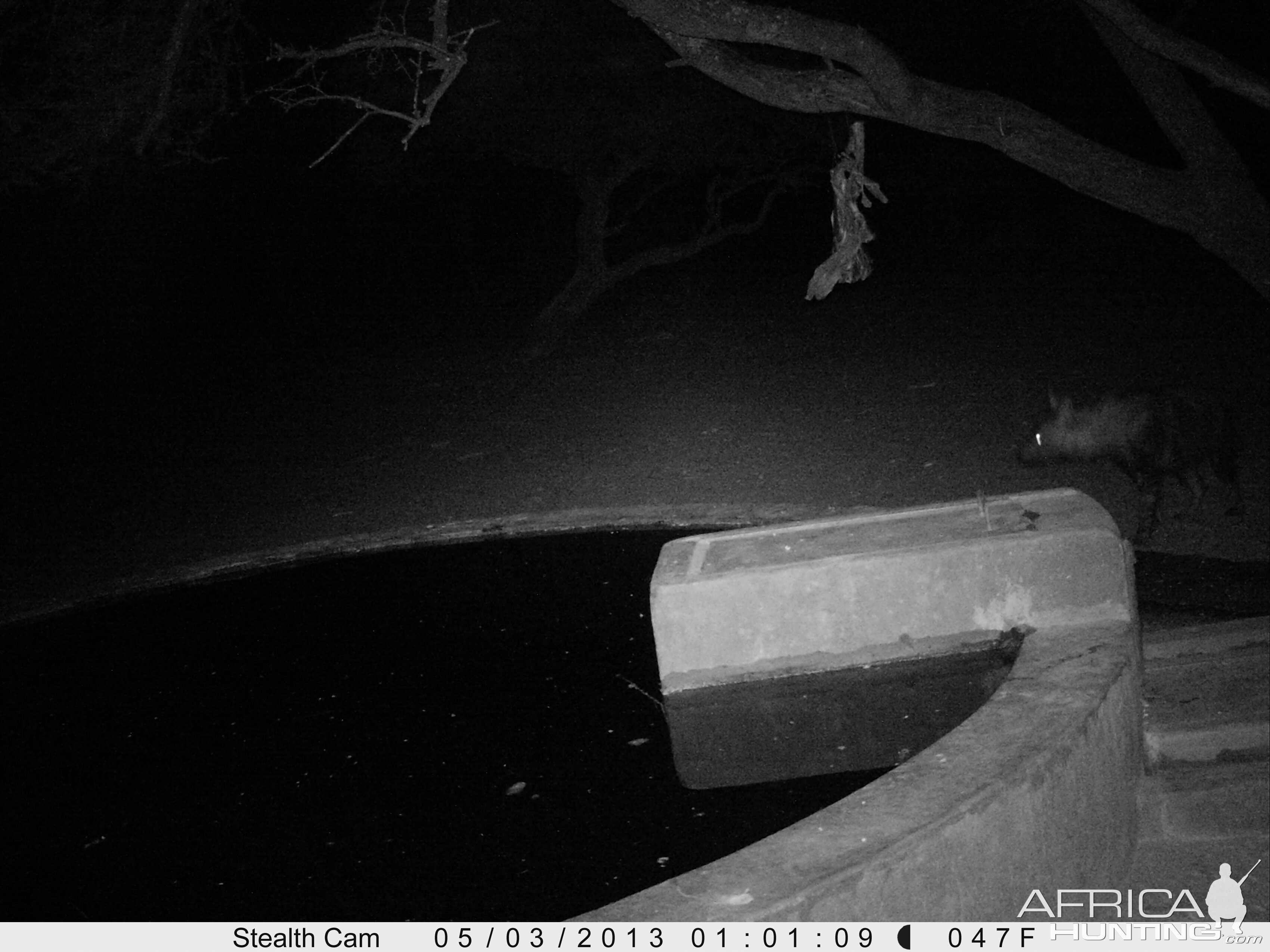 Brown Hyena Trail Camera