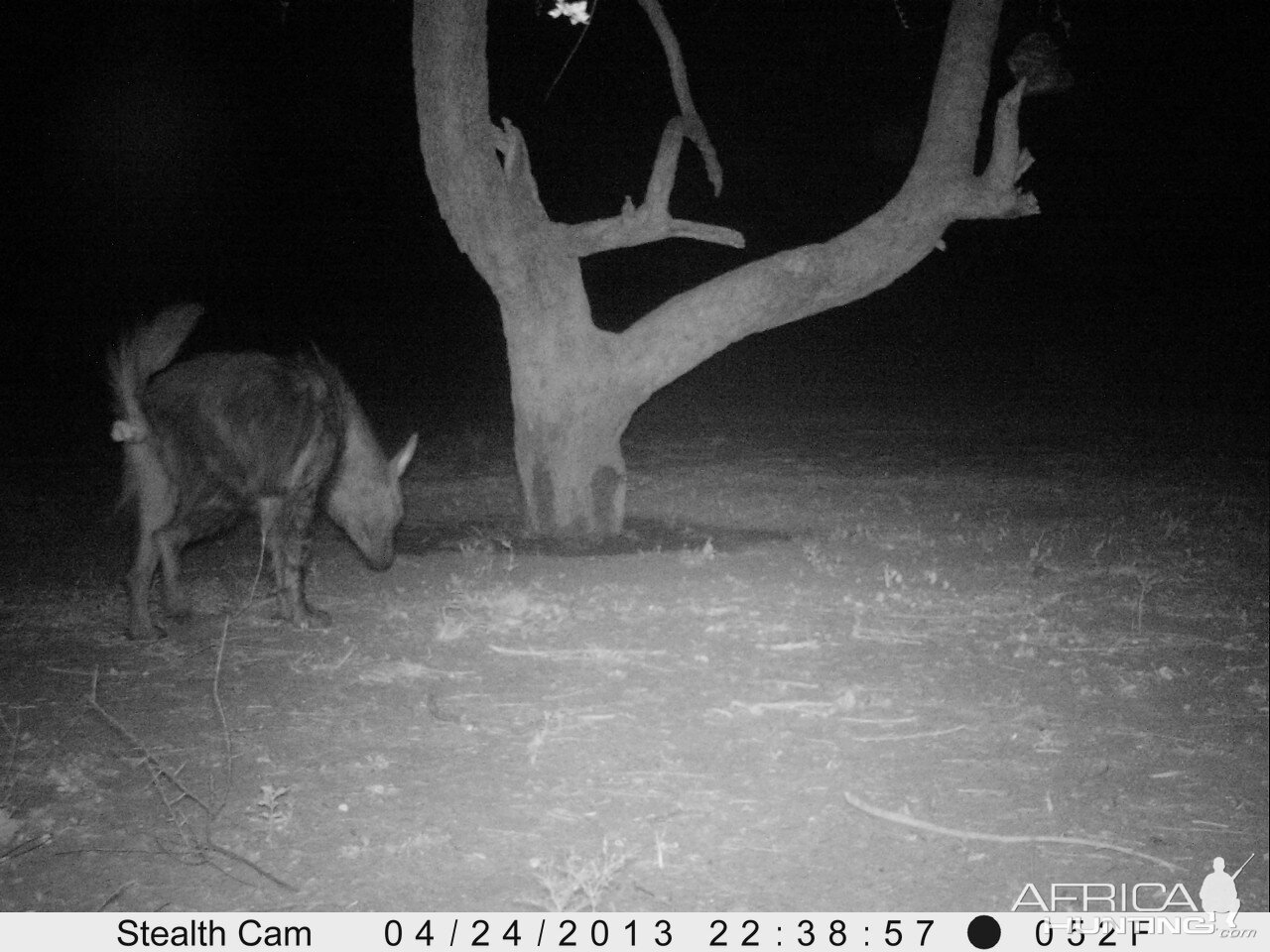 Brown Hyena Trail Camera