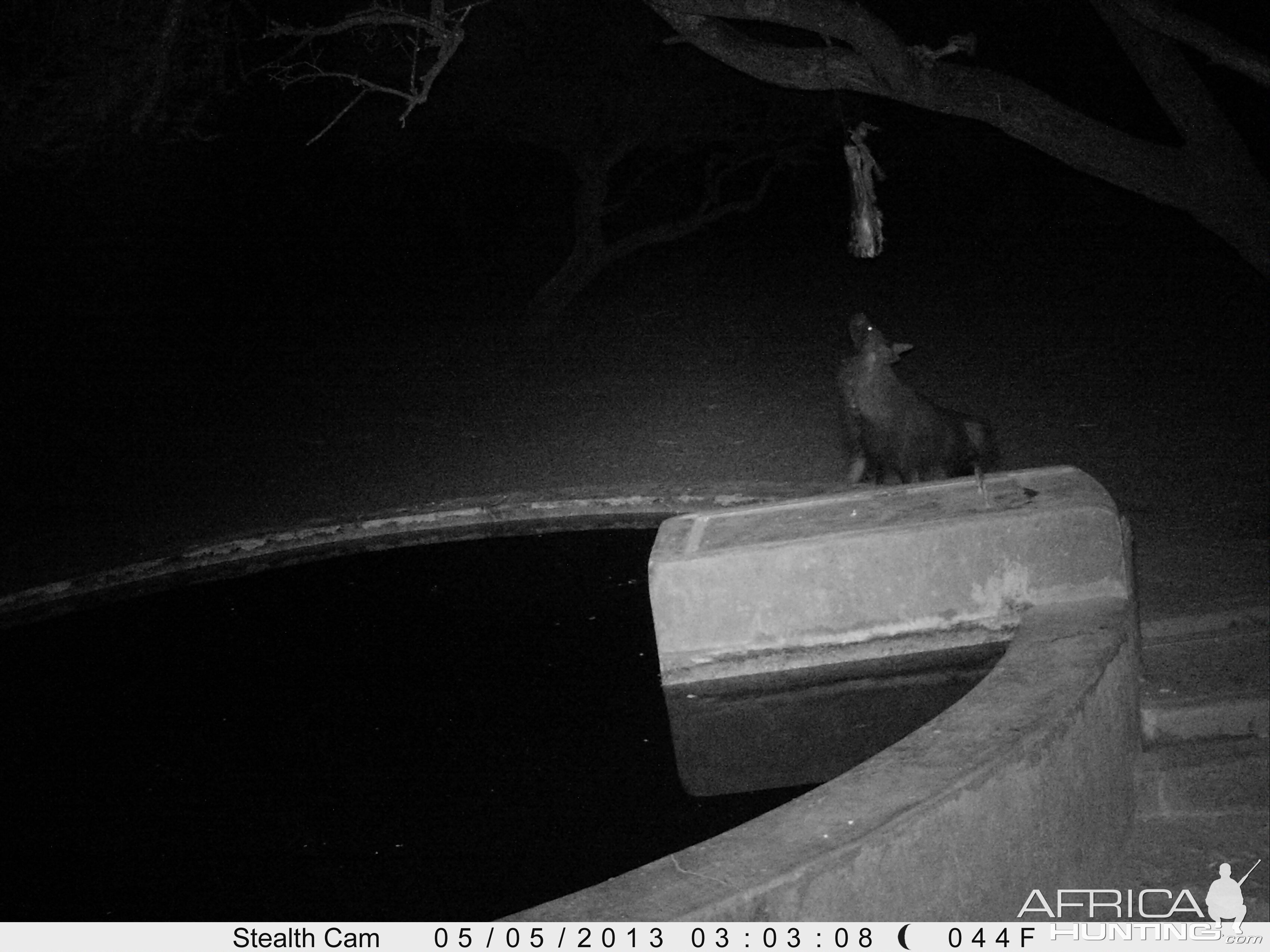 Brown Hyena Trail Camera