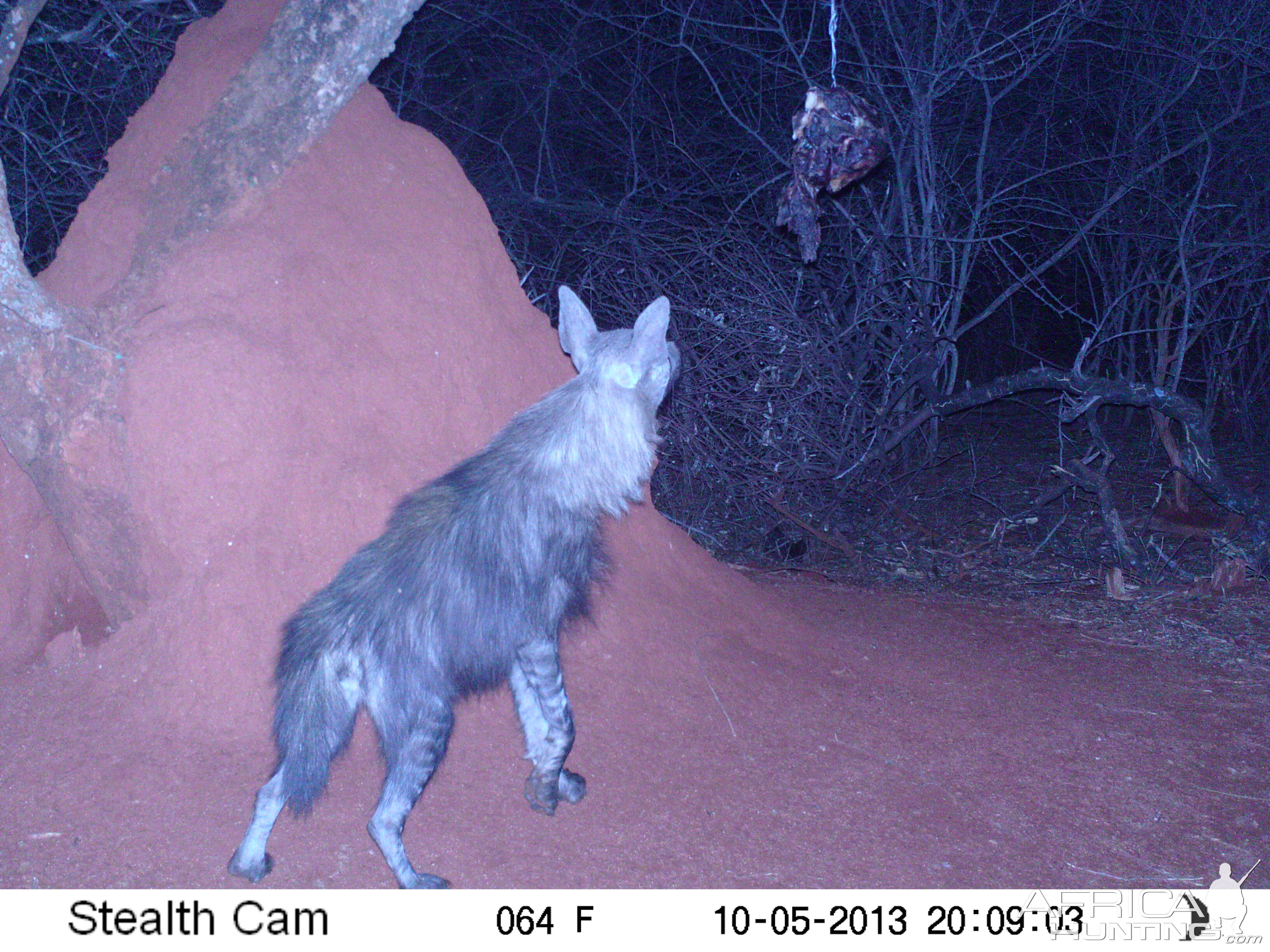 Brown Hyena Trail Camera